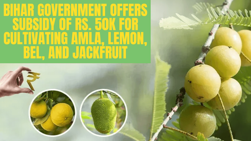 Bihar Government Offers Subsidy of Rs. 50K for Cultivating Amla, Lemon, Bel, and Jackfruit: Here's How Farmers Can Benefit Bihar Government Offers Subsidy of Rs. 50K for Cultivating Amla, Lemon, Bel, and Jackfruit: Here's How Farmers Can Benefit