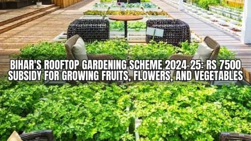 Bihar's Rooftop Gardening Scheme 2024-25: Rs 7500 Subsidy for Growing Fruits, Flowers, and Vegetables Bihar's Rooftop Gardening Scheme 2024-25: Rs 7500 Subsidy for Growing Fruits, Flowers, and Vegetables