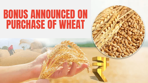 Bonus Announced on Purchase of Wheat: A Benefit for Farmers Bonus Announced on Purchase of Wheat: A Benefit for Farmers