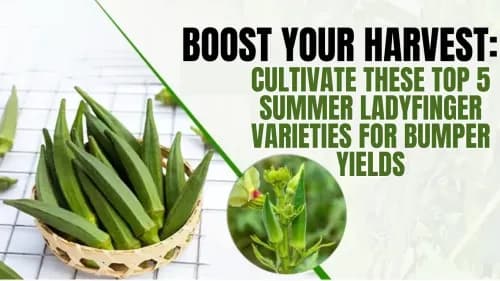 Boost Your Harvest: Cultivate These Top 5 Summer Ladyfinger Varieties for Bumper Yields Boost Your Harvest: Cultivate These Top 5 Summer Ladyfinger Varieties for Bumper Yields