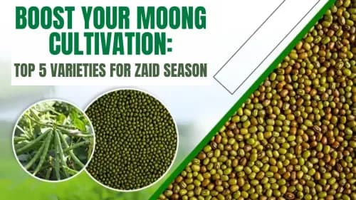 Boost Your Moong Cultivation: Top 5 Varieties for Zaid Season Boost Your Moong Cultivation: Top 5 Varieties for Zaid Season