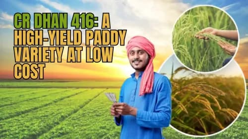 CR Dhan 416: A High-Yield Paddy Variety at Low Cost CR Dhan 416: A High-Yield Paddy Variety at Low Cost