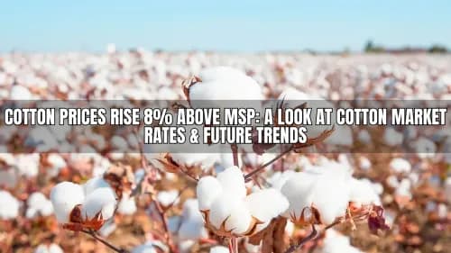 Cotton Prices Rise 8% Above MSP: A Look at Cotton Market Rates & Future Trends Cotton Prices Rise 8% Above MSP: A Look at Cotton Market Rates & Future Trends