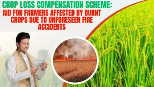 Crop Loss Compensation Scheme: Aid for Farmers Affected by Burnt Crops due to Unforeseen Fire Accidents Crop Loss Compensation Scheme: Aid for Farmers Affected by Burnt Crops due to Unforeseen Fire Accidents