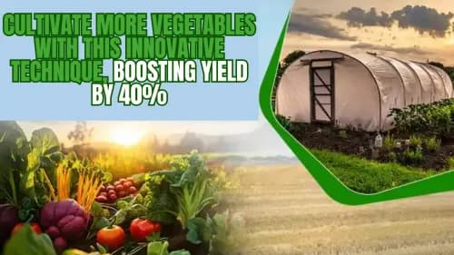 Cultivate More Vegetables with this Innovative Technique, Boosting Yield by 40% Cultivate More Vegetables with this Innovative Technique, Boosting Yield by 40%