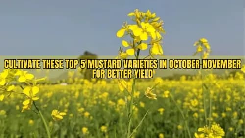 Cultivate These Top 5 Mustard Varieties in October-November for Better Yield Cultivate These Top 5 Mustard Varieties in October-November for Better Yield