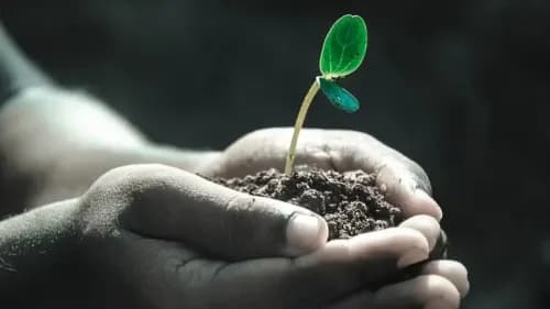 FAO Commission on Phytosanitary Measures Tackles Global Plant Health Issues FAO Commission on Phytosanitary Measures Tackles Global Plant Health Issues