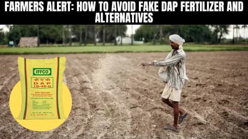 Farmers Alert: How to Avoid Fake DAP Fertilizer and Alternatives Farmers Alert: How to Avoid Fake DAP Fertilizer and Alternatives