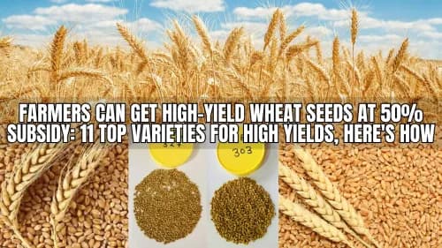 Farmers Can Get High-Yield Wheat Seeds at 50% Subsidy: 11 Top Varieties for High Yields, Here's How Farmers Can Get High-Yield Wheat Seeds at 50% Subsidy: 11 Top Varieties for High Yields, Here's How