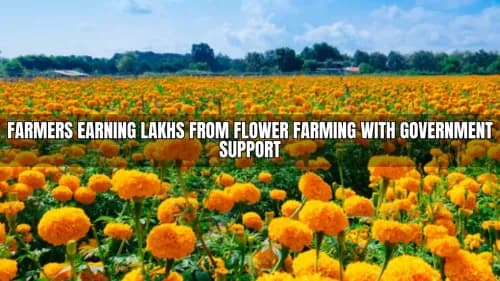 Farmers Earning Lakhs from Flower Farming with Government Support Farmers Earning Lakhs from Flower Farming with Government Support