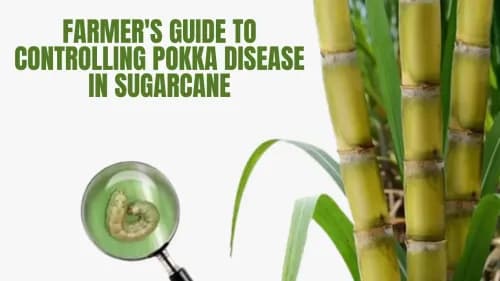 Farmer's Guide to Controlling Pokka Disease in Sugarcane Farmer's Guide to Controlling Pokka Disease in Sugarcane
