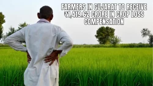 Farmers in Gujarat to Receive ₹1,419.62 Crore in Crop Loss Compensation Farmers in Gujarat to Receive ₹1,419.62 Crore in Crop Loss Compensation