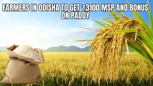 Farmers in Odisha to Get ₹3100 MSP and Bonus on Paddy Farmers in Odisha to Get ₹3100 MSP and Bonus on Paddy