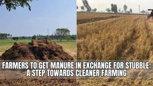 Farmers to Get Manure in Exchange for Stubble: A Step Towards Cleaner Farming Farmers to Get Manure in Exchange for Stubble: A Step Towards Cleaner Farming