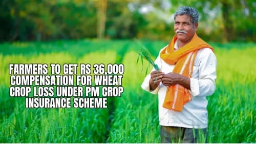 Farmers to Get Rs 36,000 Compensation for Wheat Crop Loss Under PM Crop Insurance Scheme Farmers to Get Rs 36,000 Compensation for Wheat Crop Loss Under PM Crop Insurance Scheme