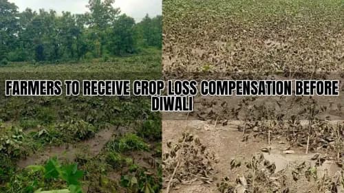 Farmers to Receive Crop Loss Compensation Before Diwali Farmers to Receive Crop Loss Compensation Before Diwali