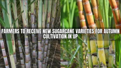 Farmers to Receive New Sugarcane Varieties for Autumn Cultivation in UP Farmers to Receive New Sugarcane Varieties for Autumn Cultivation in UP