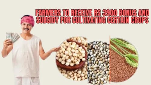 Farmers to Receive Rs 3900 Bonus and Subsidy for Cultivating Certain Crops Farmers to Receive Rs 3900 Bonus and Subsidy for Cultivating Certain Crops