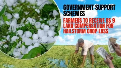 Farmers to Receive Rs 9 Lakh Compensation for Hailstorm Crop Loss | Government Support Schemes Farmers to Receive Rs 9 Lakh Compensation for Hailstorm Crop Loss | Government Support Schemes