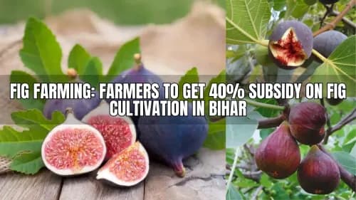 Fig Farming: Farmers to Get 40% Subsidy on Fig Cultivation in Bihar Fig Farming: Farmers to Get 40% Subsidy on Fig Cultivation in Bihar