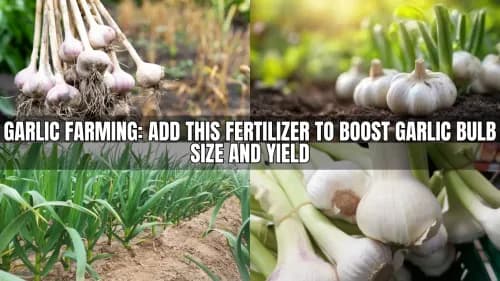 Garlic Farming: Add This Fertilizer to Boost Garlic Bulb Size and Yield Garlic Farming: Add This Fertilizer to Boost Garlic Bulb Size and Yield