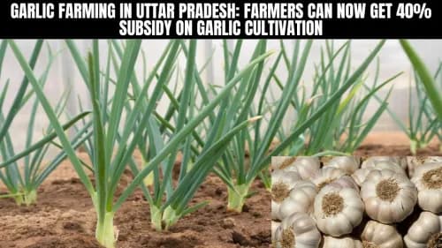 Garlic Farming in Uttar Pradesh: Farmers Can Now Get 40% Subsidy on Garlic Cultivation Garlic Farming in Uttar Pradesh: Farmers Can Now Get 40% Subsidy on Garlic Cultivation