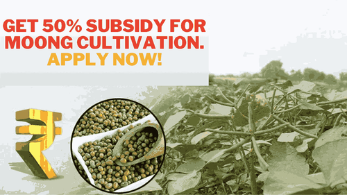 Get 50% subsidy for Moong Cultivation. Apply now! Get 50% subsidy for Moong Cultivation. Apply now!