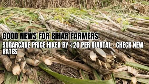 Good News for Bihar Farmers: Sugarcane Price Hiked by ₹20 Per Quintal – Check New Rates Good News for Bihar Farmers: Sugarcane Price Hiked by ₹20 Per Quintal – Check New Rates