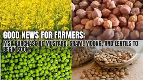 Good News for Farmers: MSP Purchase of Mustard, Gram, Moong, and Lentils to Begin Soon Good News for Farmers: MSP Purchase of Mustard, Gram, Moong, and Lentils to Begin Soon