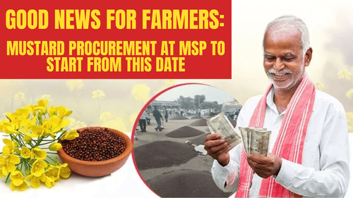Good News for Farmers: Mustard Procurement at MSP to Start From This Date Good News for Farmers: Mustard Procurement at MSP to Start From This Date