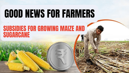 Good News for Farmers: Subsidies for Growing Maize and Sugarcane Good News for Farmers: Subsidies for Growing Maize and Sugarcane