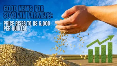 Good News for Soybean Farmers: Price Rises to Rs 6,000 Per Quintal Good News for Soybean Farmers: Price Rises to Rs 6,000 Per Quintal