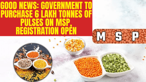 Good News: Government to Purchase 6 Lakh Tonnes of Pulses on MSP, Registration Open Good news: Government to Purchase 6 Lakh Tonnes of Pulses on MSP, Registration Open