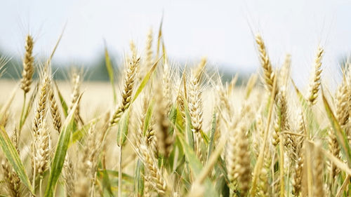 Government Mandates Weekly Wheat Stock Declarations for Food Security Government Mandates Weekly Wheat Stock Declarations for Food Security