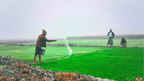 Government Ensures Steady DAP Supply for Rabi 2024 Amid Media Concerns Government Ensures Steady DAP Supply for Rabi 2024 Amid Media Concerns