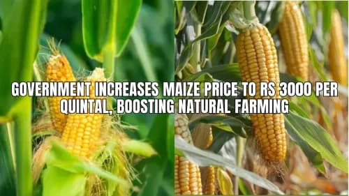 Government Increases Maize Price to Rs 3000 per Quintal, Boosting Natural Farming Government Increases Maize Price to Rs 3000 per Quintal, Boosting Natural Farming