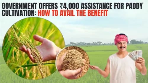 Government Offers ₹4,000 Assistance for Paddy Cultivation: How to Avail the Benefit Government Offers ₹4,000 Assistance for Paddy Cultivation: How to Avail the Benefit