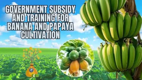 Government Subsidy and Training for Banana and Papaya Cultivation Government Subsidy and Training for Banana and Papaya Cultivation