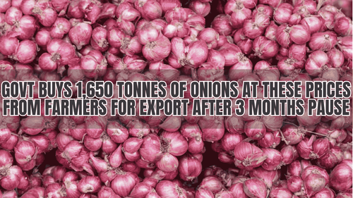 Govt Buys 1,650 Tonnes of Onions at these Prices from Farmers for Export after 3 Months Pause Govt Buys 1,650 Tonnes of Onions at these Prices from Farmers for Export after 3 Months Pause