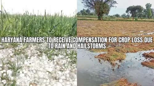 Haryana Farmers to Receive Compensation for Crop Loss Due to Rain and Hailstorms Haryana Farmers to Receive Compensation for Crop Loss Due to Rain and Hailstorms