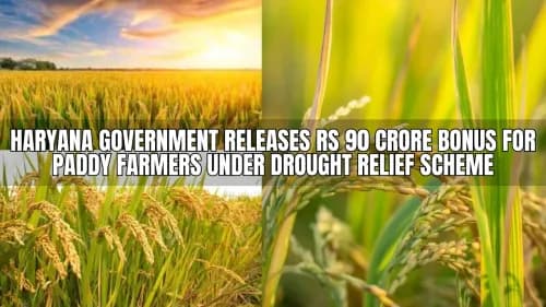 Haryana Government Releases Rs 90 Crore Bonus for Paddy Farmers Under Drought Relief Scheme Haryana Government Releases Rs 90 Crore Bonus for Paddy Farmers Under Drought Relief Scheme