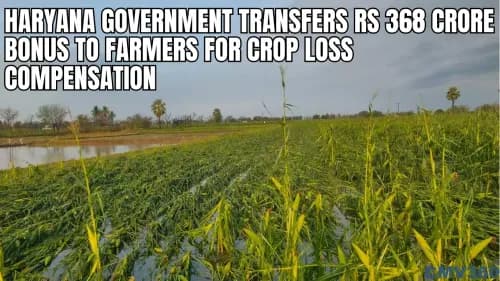 Haryana Government Transfers Rs 368 Crore Bonus to Farmers for Crop Loss Compensation Haryana Government Transfers Rs 368 Crore Bonus to Farmers for Crop Loss Compensation