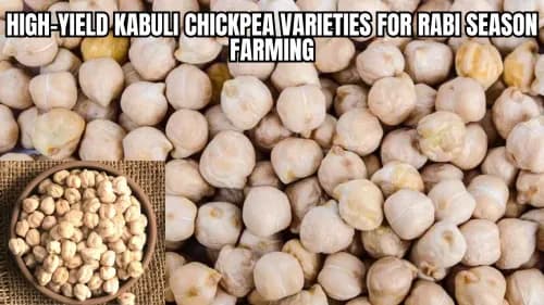 High-Yield Kabuli Chickpea Varieties for Rabi Season Farming High-Yield Kabuli Chickpea Varieties for Rabi Season Farming