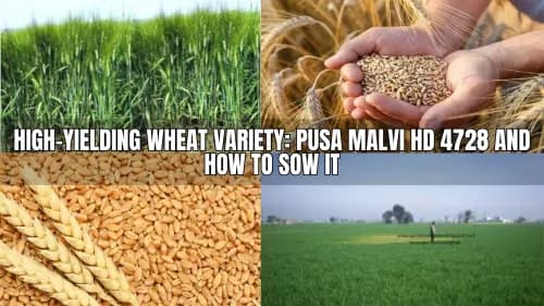 High-Yielding Wheat Variety: Pusa Malvi HD 4728 and How to Sow It High-Yielding Wheat Variety: Pusa Malvi HD 4728 and How to Sow It