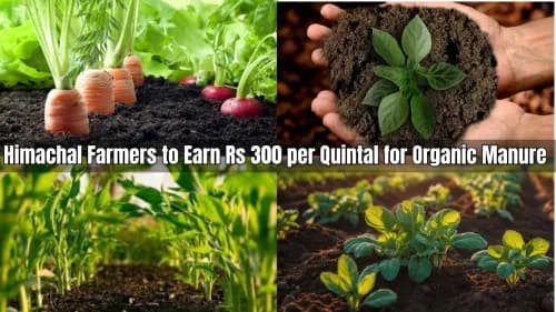 Himachal Farmers to Earn Rs 300 per Quintal for Organic Manure Himachal Farmers to Earn Rs 300 per Quintal for Organic Manure