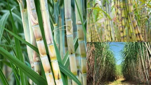 How Intercropping Can Help Sugarcane Farmers Increase their Income How Intercropping Can Help Sugarcane Farmers Increase their Income