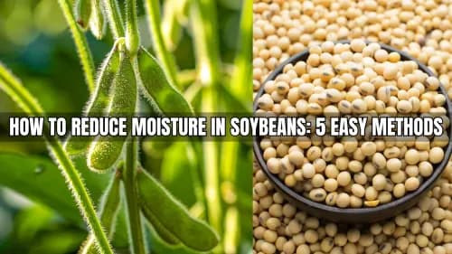 How to Reduce Moisture in Soybeans: 5 Easy Methods How to Reduce Moisture in Soybeans: 5 Easy Methods