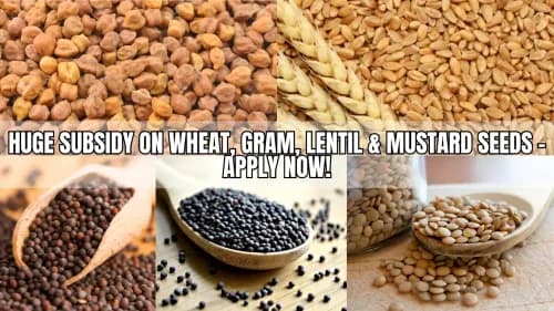 Huge Subsidy on Wheat, Gram, Lentil & Mustard Seeds – Apply Now! Huge Subsidy on Wheat, Gram, Lentil & Mustard Seeds – Apply Now!