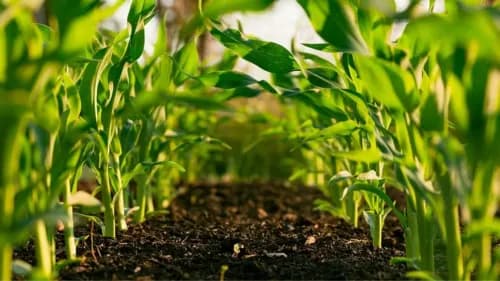 ICAR-IISR's Tricholime: Transforming Soil Acidity Control & Crop Yields for Farmers ICAR-IISR's Tricholime: Transforming Soil Acidity Control & Crop Yields for Farmers