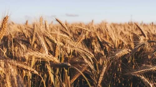 ICAR-IIWBR Provides Wheat Farmers with Weather Advisory Amidst Heatwave Forecast ICAR-IIWBR Provides Wheat Farmers with Weather Advisory Amidst Heatwave Forecast